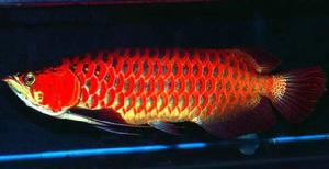 超級朱血紅龍 超級朱血紅龍