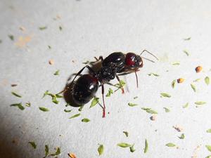 原生收穫蟻 原生收穫蟻