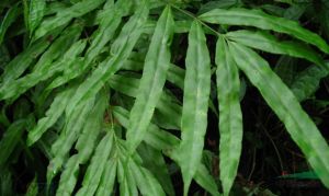 闊葉鳳尾蕨（原變種）