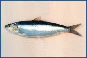 金色小沙丁魚 金色小沙丁魚