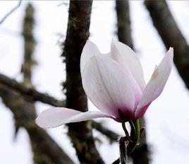 滇藏木蘭 滇藏木蘭