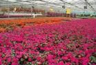 溫室花卉 溫室花卉