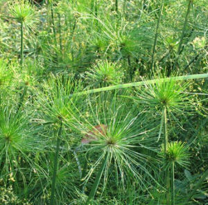 屏邊莎草 屏邊莎草