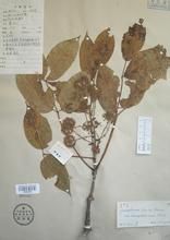 銹毛五葉參(原變種) 銹毛五葉參(原變種)