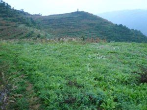 合興大坪子村 合興大坪子村