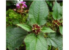 紅毛野海棠 紅毛野海棠