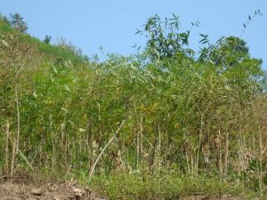 鑽洞頭自然村 鑽洞頭自然村