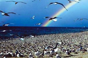 鳥島[青海省青海湖鳥島]