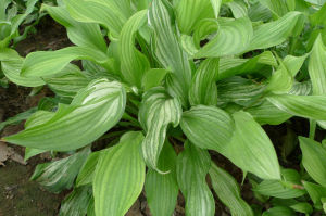 凱氏玉簪 凱氏玉簪