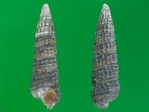 美珠海蜷 美珠海蜷