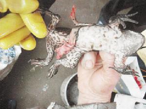 Lithobates catesbeiana(Shaw)