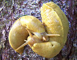 香蕉蛞蝓屬 香蕉蛞蝓屬