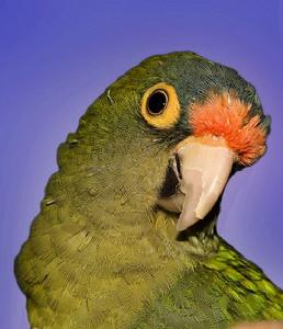 橙頂錐尾鸚鵡 橙頂錐尾鸚鵡