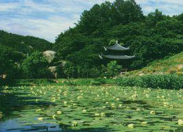 普陀山蓮花茶 普陀山蓮花茶