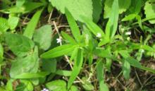 傘房花耳草（原變種）