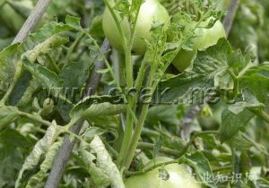 番茄巨芽病毒病 番茄巨芽病毒病