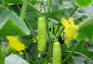 板橋白黃瓜 板橋白黃瓜