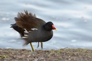 黑水雞馬達加斯加亞種 黑水雞馬達加斯加亞種