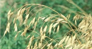 甘蒙雀麥 甘蒙雀麥