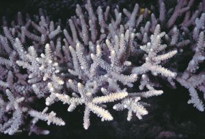 多形鹿角珊瑚 多形鹿角珊瑚