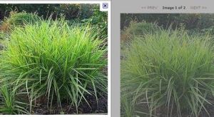 大橋苔草 大橋苔草