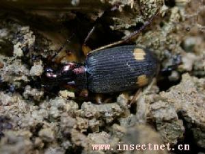 雙斑青步甲 雙斑青步甲