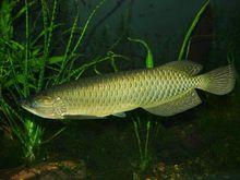 利氏硬仆骨舌魚