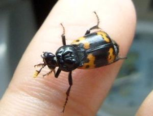 尼負葬甲 尼負葬甲