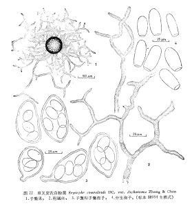 雙叉旋花白粉菌 雙叉旋花白粉菌
