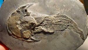 甲青魚類動物化石