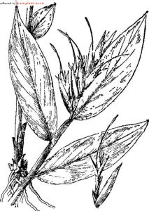 喙花姜屬 喙花姜屬