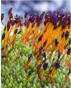 橙色淨口蘚 橙色淨口蘚