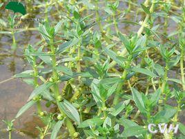 水八角屬 水八角屬