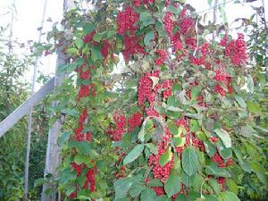 木蘭藤科 木蘭藤科