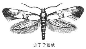 銀蛾科 銀蛾科