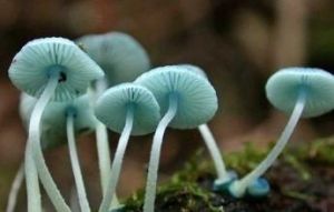 岡瓦納植物區 岡瓦納植物區