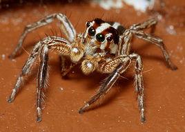 節肢動物門 節肢動物門