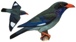 翠藍三寶鳥 翠藍三寶鳥