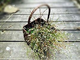 草編提籃 草編提籃