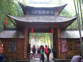 古銀杏天泉 古銀杏天泉