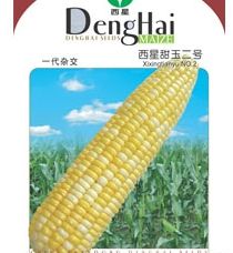 西星甜玉2號 西星甜玉2號