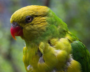 完美吸蜜鸚鵡 完美吸蜜鸚鵡