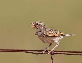 歌百靈澳北亞種 歌百靈澳北亞種