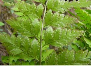 瑤馬山複葉耳蕨 瑤馬山複葉耳蕨