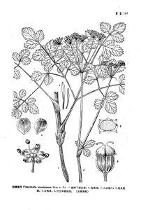 西藏茴芹 西藏茴芹