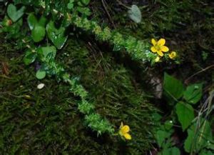 流蘇虎耳草 流蘇虎耳草