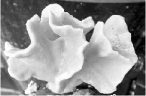 柱孔珊瑚 柱孔珊瑚