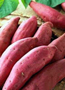 紅薯[鏇花科植物]