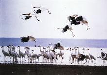 賽城湖候鳥保護區