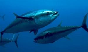 又名鮪魚,吞拿魚